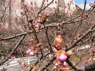 桜 002.jpg